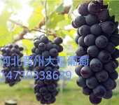 河北京亚葡萄种植基地