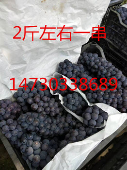 河北2019京亚葡萄大量上市