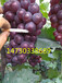 巨峰葡萄图片巨峰葡萄价格巨峰葡萄水果行情葡萄价格