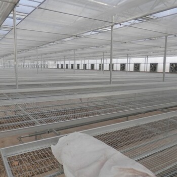 厂家供应苗床网，温室苗床网，可定做苗床网，华首育苗设备