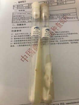 ATCC菌种中文官网Neisseriazalophi百欧博伟生物