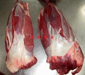 泰国冻肉进口国际运输代理