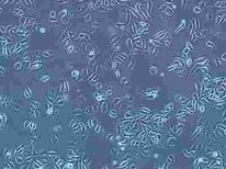 Nthy-ori3-1复苏细胞株哪提供图片2
