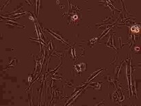 MOLT-4传代复苏细胞株哪提供图片5