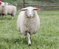 建立羊肉質量追溯管控系統平臺