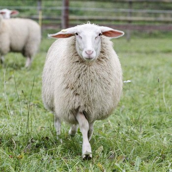 建立羊肉质量追溯管控系统平台
