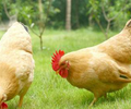建立農家土雞養殖追溯管理系統平臺的優勢