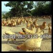 阆中市土鸡苗今日价格母鸡图片