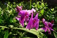 上饶白芨种植基地报价