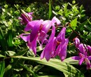 上饶白芨种植基地报价图片