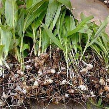 邵阳白芨基地种植多少钱