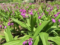 绵阳白芨种植基地哪家有图片0