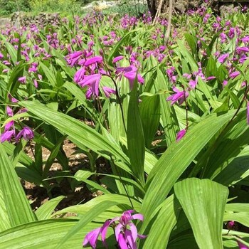 郴州白芨种苗报价