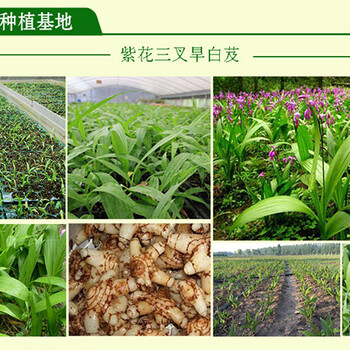 宜賓白芨種植基地廠家