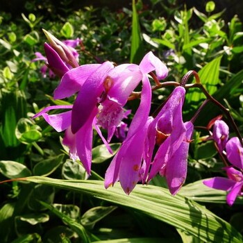 漢中白芨育苗基地
