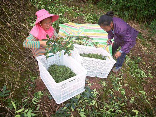 重庆荣昌花椒筐*厂家报价