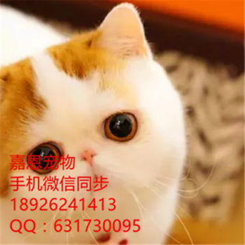 广州哪里有卖宠物猫多少钱一只已做好包健康