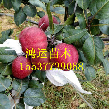 河南梨樹苗河南梨樹苗價格河南梨樹苗品種介紹