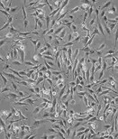 RL95-2贴壁细胞株哪提供图片1