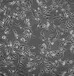 Nthy-ori3-1贴壁培养细胞株哪提供