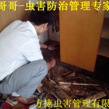 深圳殺白蟻深圳檢查白蟻公司龍崗殺白蟻橫崗白蟻防治