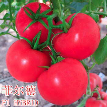 耐寒抗病毒大果-菲爾德