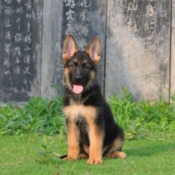 纯种德国牧羊犬幼犬活体宠物狗狗德牧犬狼狗猎犬黑背狼青