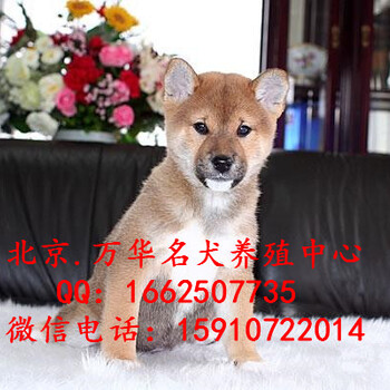 北京哪里有卖柴犬的柴犬多少钱好养吗
