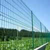 安平县盛曼2017年主营养殖荷兰网林地防护网