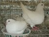 豫宏禽业养殖肉鸽