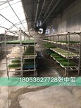 中国豆芽机行业人山东庆华欢迎您图片5
