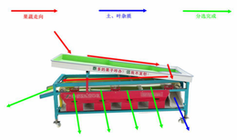 泰信牌脐橙轨道式选果分级筛选机图片1