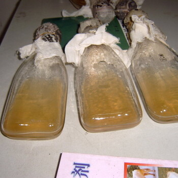 功能型枯草芽孢桿菌生產(chǎn)廠家