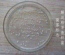 解淀粉芽孢杆菌在农业上作用图片