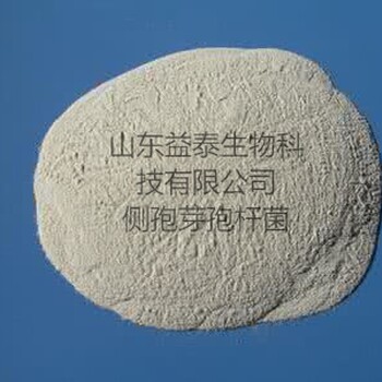 側(cè)孢芽孢桿菌