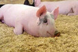 养猪发酵床养殖为什么要使用锯末