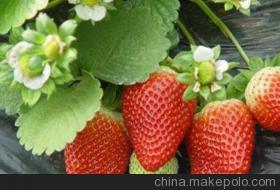东营市甜查理草莓苗品种