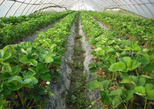 资阳市白草莓草莓苗种植基地