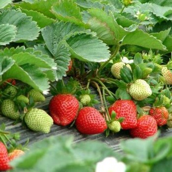 鞍山市贵美人草莓苗批发价格
