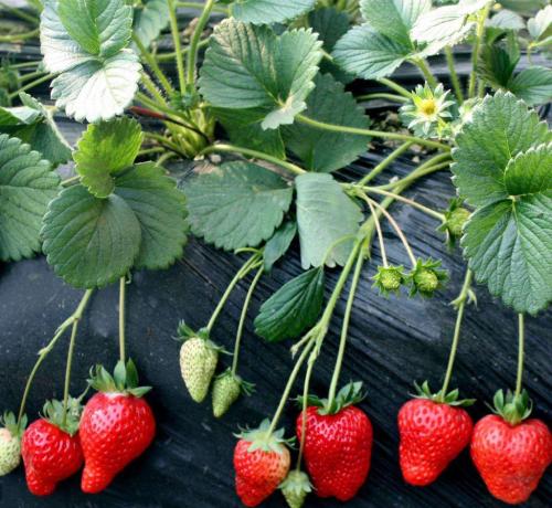 资阳市白草莓草莓苗种植基地