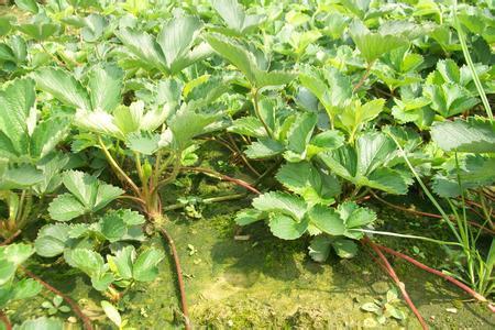 资阳市白草莓草莓苗种植基地