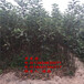 阳江市苹果树苗；1公分苹果苗批发价格