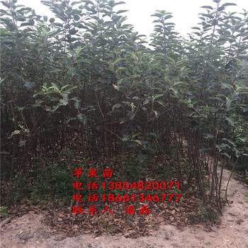 吴忠市烟富0苹果苗/10公分苹果树苗种植基地