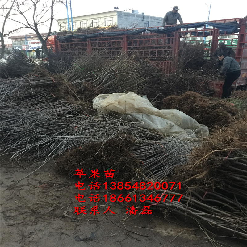 达州市早熟苹果苗。1公分苹果苗哪里便宜