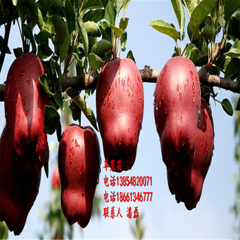 台州市苹果苗种植基地；红蛇果苹果树苗批发价格