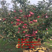平凉市中秋王苹果树苗，北京苹果苗品种