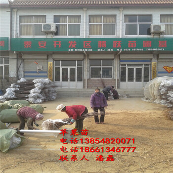 荆州市烟富6苹果树苗多少钱，红将军苹果树苗批发