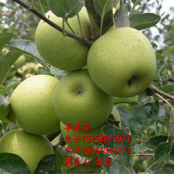 武汉市黄元帅苹果树苗，苹果苗新品种批发价格