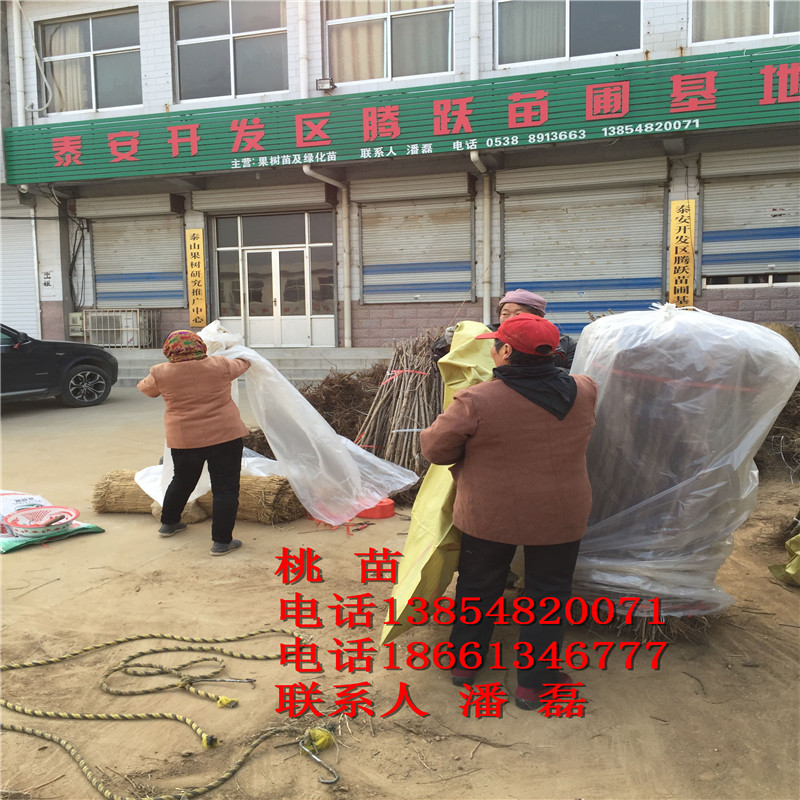 株洲水桃树树苗多少钱一棵*新品种基地