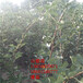 河北大金星山楂树苗、15公分山楂树优质新品种